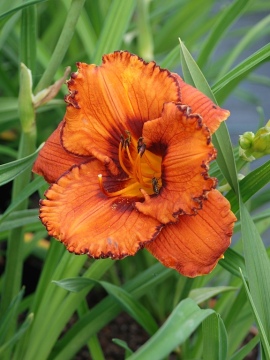 Liliowiec 'San Louis Halloween'