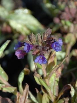 Przekwitające kwiaty miodunki 'Silver Bouquet' zmieniają kolor na niebieskofioletowy