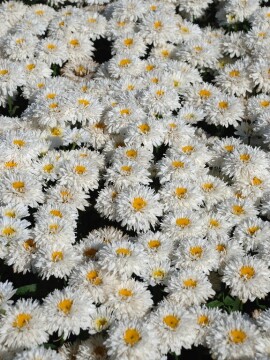 Złocień wielki Sweet Daisy 'Rebecca'