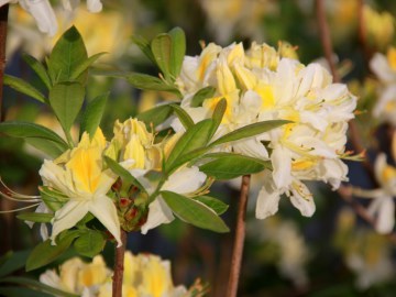Azalia wielkokwiatowa 'Northern Hi-Lights'