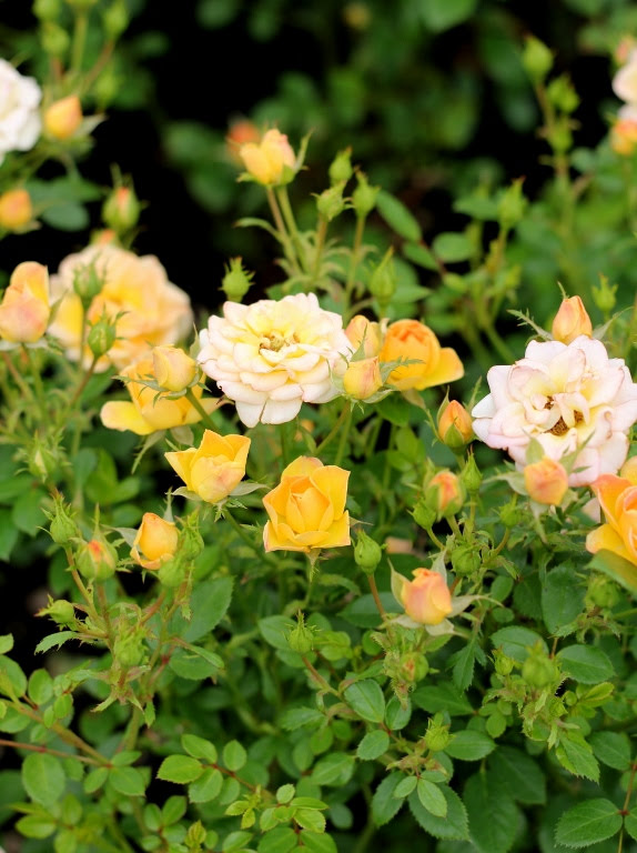 Róża okrywowa 'Yellow Fairy'