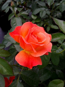 Róża rabatowa 'Friendship'