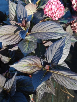 Hortensja 'Eclipse'®
