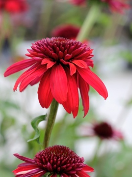 Jeżówka 'Eccentric' - początek kwitnienia