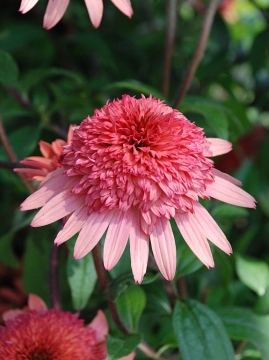 Jeżówka 'Raspberry Truffle'