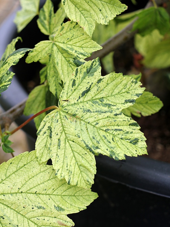 Klon jawor 'Leopoldii'