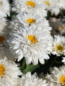 Złocień wielki Sweet Daisy 'Rebecca'