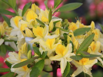 Azalia wielkokwiatowa 'Northern Hi-Lights'