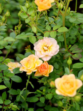 Róża okrywowa 'Yellow Fairy'