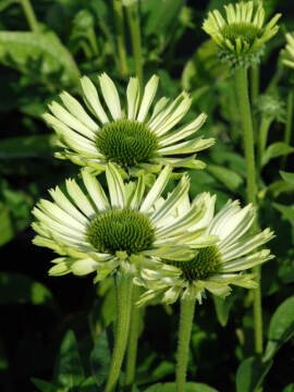 Jeżówka 'Green Jewel'