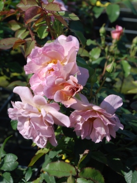 Róża rabatowa 'Lavender Pinocchio'