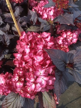 Hortensja 'Eclipse'®