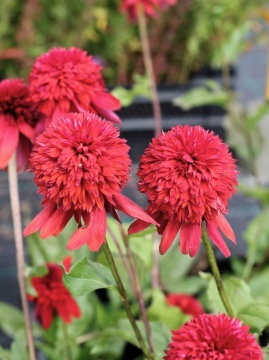 Jeżówka 'Eccentric' - kolejna faza kwitnienia