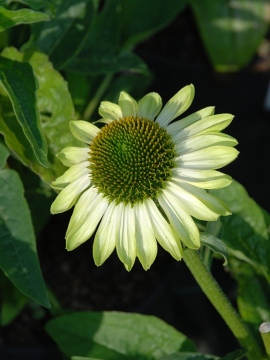 Jeżówka 'Prima Lime'