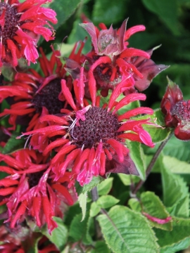 Pysznogłówka 'Bee-Happy'