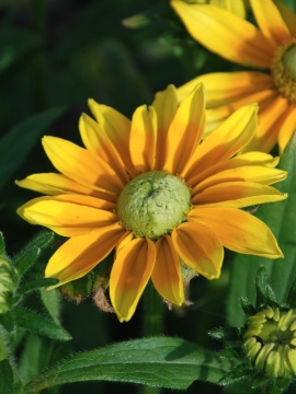 Rudbekia SmileyZ™ Lemon