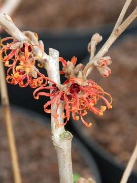 Oczar pośredni 'Jelena'