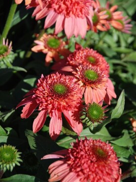 jezowka-cara-mia-coral-02.jpg