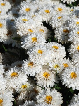 Złocień wielki Sweet Daisy 'Rebecca'