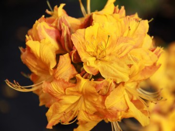 azalia-wielkokwiatowa-klondyke1.jpg