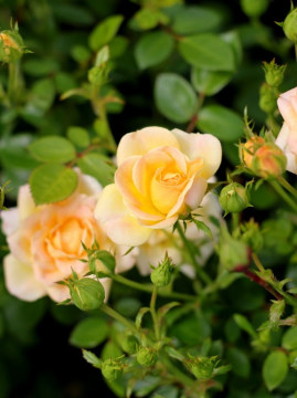 Róża okrywowa 'Yellow Fairy'