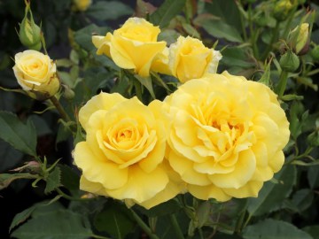 Róża rabatowa 'Friesia' PBR
