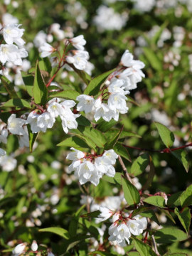 Żylistek różowy 'Campanulata'