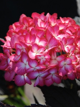 Hortensja 'Eclipse'®