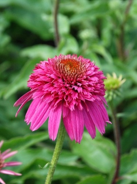 Jeżówka 'Secret Affair'