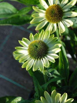 Jeżówka 'Prima Lime'