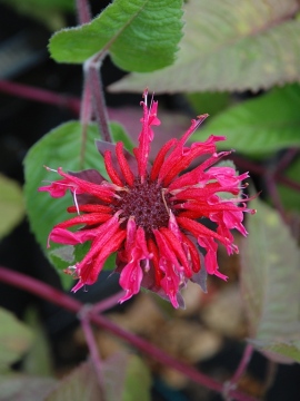 Pysznogłówka 'Bee-Happy'