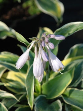 Funkia 'First Frost'