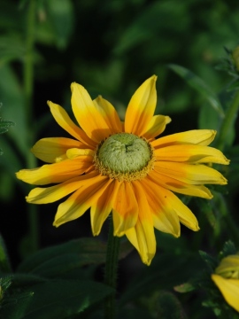 Rudbekia SmileyZ™ Lemon