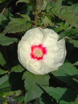 Ketmia 'French Vanilla' SUMMERIFIC