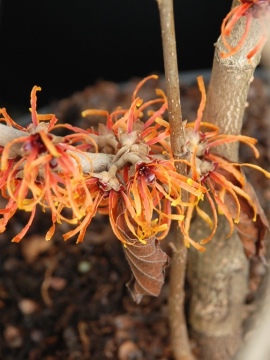 Oczar pośredni 'Jelena'