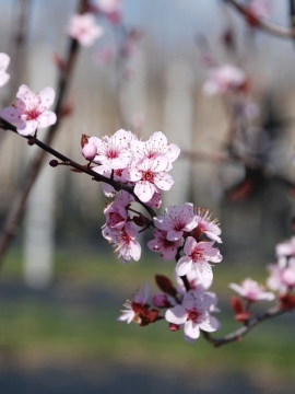  Śliwa wiśniowa 'Pissardii'
