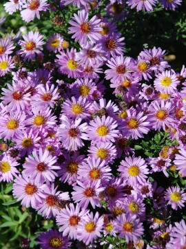 Aster 'Anneke'
