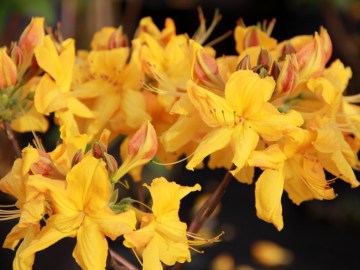  Azalia wielkokwiatowa 'Klondyke'