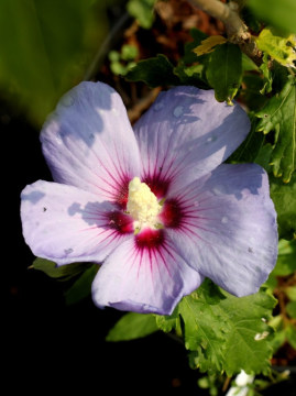 Ketmia syryjska 'Oiseau Bleu'