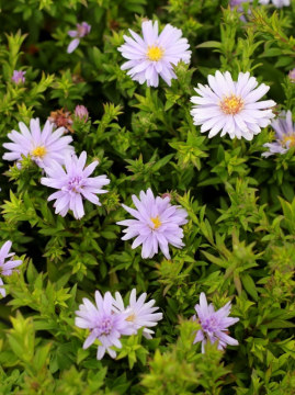 aster-aqua-compact1.jpg