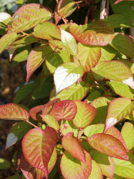 Aktinidia pstrolistna 'Dr Szymanowski'