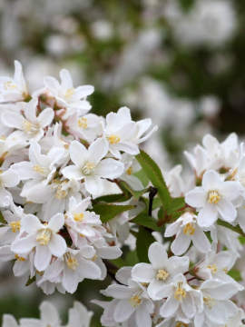Żylistek zaróżowiony 'Kalmiflora'
