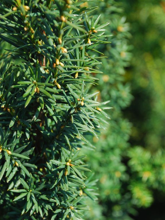 Cis pośredni 'Hicksii'