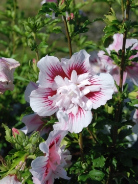 ketmia_sturbrust_chiffon4.jpg