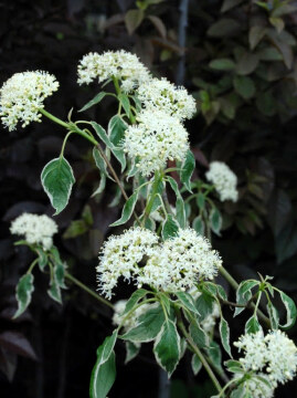 Dereń skrętolistny PINKY SPOT 'Minspot'