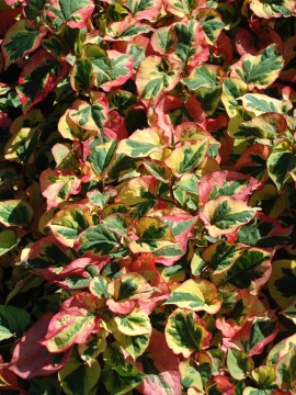 Pstrolistka sercowata 'Chameleon'