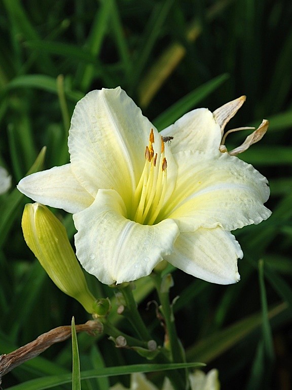 Liliowiec 'Gentle Shepherd'