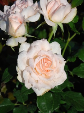 Róża wielkokwiatowa 'Chandos Beauty'