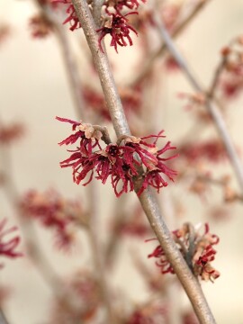 Oczar wiosenny 'Amethyst'