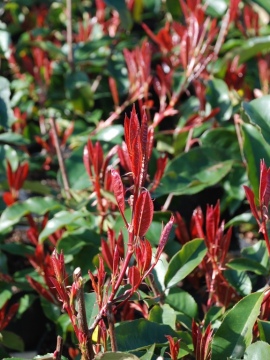 Młode, czerwone liście głogownika 'Camilvy'